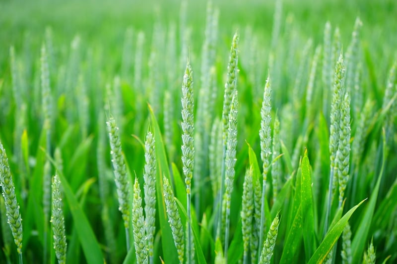 Crop Circles