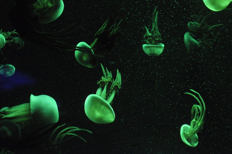 Jellyfish Tree